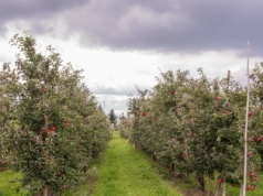 Rolnicy zapłacą VAT za popularne samozbiory? Jest odpowiedź resortu