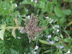 Dlaczego międzyplony ze strączkowymi są lepsze?