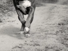 Dramat czworonogów z Arciechowa. „Psy, tak jak ludzie, czasem się zabijają”
