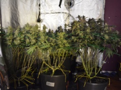 Nielegalna plantacja konopi indyjskich zlikwidowana przez krotoszyńskich policjantów