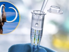 Chcą przywrócić do życia mamuta. Właśnie kupili firmę klonującą psy gwiazd