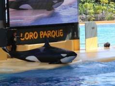 Najbogatsi na Wyspach Kanaryjskich 2025 – Forbes