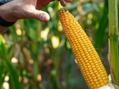 Dobre plony i niska wilgotność ziarna – najnowsze odmiany kukurydzy w ofercie Osadkowskiego
