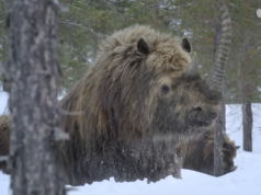 Jedynym sposobem na przetrwanie jest bycie razem w Prehistoric Planet: Epoka lodowcowa
