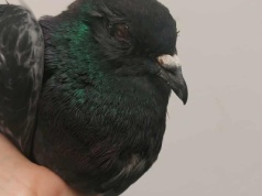 Gołąb z Warszawy trafił w bardzo złym stanie do Fundacji. 