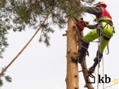 Jak po wycięciu drzewa zalegalizować jego wycinkę? Czy prawo może zadziałać wstecz?