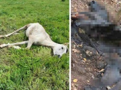 Mieszkańcy Koźli boją się zdziczałych koni biegających po okolicy. Padnięte zjadają zwierzęta leśne