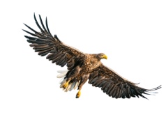 Jaki znak twój? Orzeł biały? Niestety już nie. Nadgorliwi Polacy zmieniają nazwy roślin i zwierząt | Znak orłana