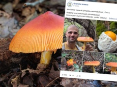 Znalazł grzyba, o którym krążą legendy. Cena? Do 600 zł za kg. 