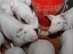 Import prosiąt wzrósł o 5000 proc. Polska uzależniła się od jednego kraju