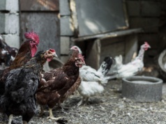 Ptasia grypa w regionie. Będą kontrole kurników