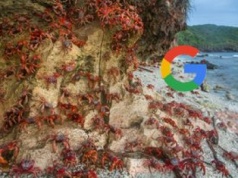 Tajemniczy projekt Google na wyspie pełnej krabów, to nie wojskowe centrum danych AI, ale coś znacznie zwyklejszego