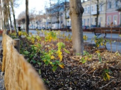 Nowe nasadzenia. Będzie jeszcze ładniej w Alei Najświętszej Maryi Panny