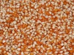 07.11.2025 Ceny skupu zbóż, kukurydzy, oleistych i strączkowych: mokra kukurydza od 380 zł/t