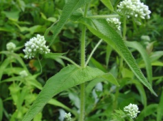 Sadziec przerośnięty na infekcje wirusowe, grypę, gorączkę