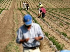 Samozbiory pod okiem skarbówki. Rolnicy chcieli się ratować. Teraz zapłacą podatek VAT