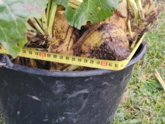 Gigantyczne buraki na Lubelszczyźnie