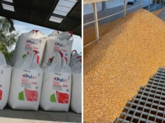 Kukurydza: 100 zł różnicy w cenie. Bydło w górę, a co z nawozami?