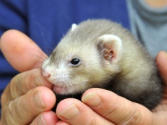 Zakaz hodowli zwierząt na futra. Będą odszkodowania dla hodowców