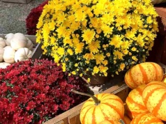 Zrób to zanim chwyci przymrozek. Chryzantemy doczekają wiosny