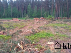 Zapłacił 30 zł za metr drewna. Tak działa system, o którym nikt nie mówi głośno