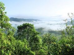 Wycięli puszczę by debatować o klimacie. Brazylia zakończyła budowę autostrady amazońskiej