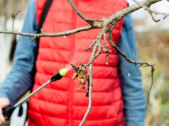 Ten oprysk działa jak tarcza. Zastosuj go, nim choroby zaatakują drzewa