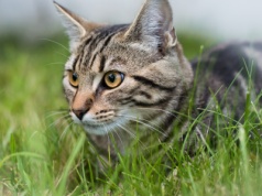 Jest apel o zaszczepienie kotów na wściekliznę