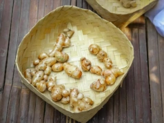 Galangal – bulwa na przyprawy. Jak ją uprawiać i jakie ma wymagania?