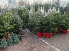 Choinki w marketach za 50 zł. Tak można się naciąć