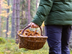 Wyszli na grzyby we dwóch, wrócił tylko jeden. Tragedia w środku lasu