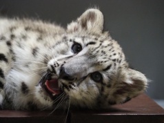 Za kilka dni Warszawskie Zoo pożegna się z samcem pantery śnieżnej. Decyzję podjął koordynator gatunku