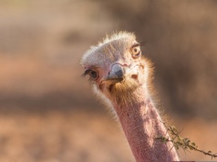 Strzelcy wyborowi zabili ponad 300 strusi. Na nic zdały się dramatyczne apele