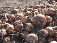 Kiedy rolnik musi odprowadzić podatek od samozbiorów?