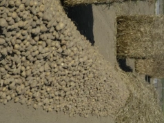 Czym okryć ziemniaki na czas zimy? Czy można wykorzystać włókninę pod burakach?