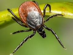 Uchroń się przed boreliozą i jej skutkami. Specjalny program zdrowotny w Słupsku