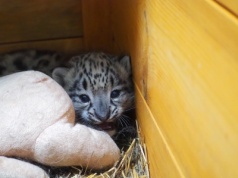 Urodził się i wychował w Warszawie. Teraz trafi do Niemiec