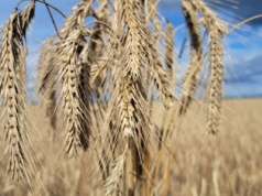 To nie jest dobra wiadomość. Wartość produkcji rolnej spadła o 0,9 proc.