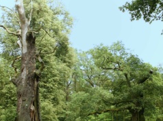 To rekordziści wśród polskich drzew. Zupełne unikaty. Znasz je?