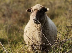 Wyjście pasterzy ze stadami owiec na wypas. W Grucznie jak w górach!