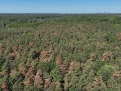 Dron pokazał coś przerażającego. W Polsce masowo wymierają 90-letnie drzewa