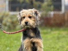 Do serca przytul psa. Gala czeka na dom