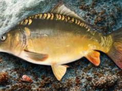 Jakie są ceny karpia w listopadzie 2025 roku ?