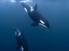 Orki przeprowadziły atak. Jego celem był inny wielki drapieżnik