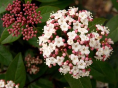 Ta roślina podbija polskie ogrody. Zachwyca morzem białych kwiatków i zapachem nawet zimą