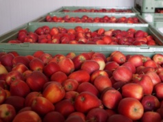 Popyt goni Galę, sadownicy mówią „poczekamy”