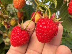 Maliny ‘Malling Bella‘ i ‘Serena‘: zbiory jesienne i strategie zimowe z Lubelszczyzny