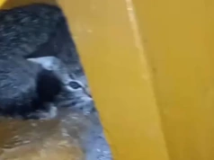 Czy znajdą dom przed zimą?