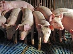 10.11.2025 Ceny skupu tuczników i macior: stawki niskie, ale stabilne