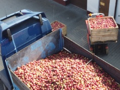 Kupią więcej „przemysłu” niż szacowali. Co z koncentratem jabłkowym?